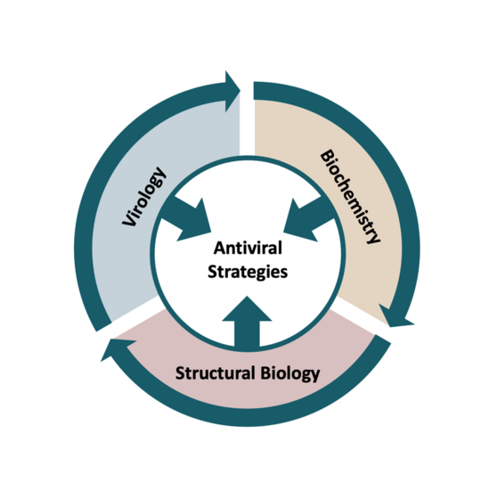 Grafik über Forschungsmethoden Grafik, die das Zusammenspiel der Forschungsmethoden aus den Bereichen Virologie, Strukturbiologie und Biochemie zeigt mit dem Ziel, antivirale Strategien zu entwickeln.