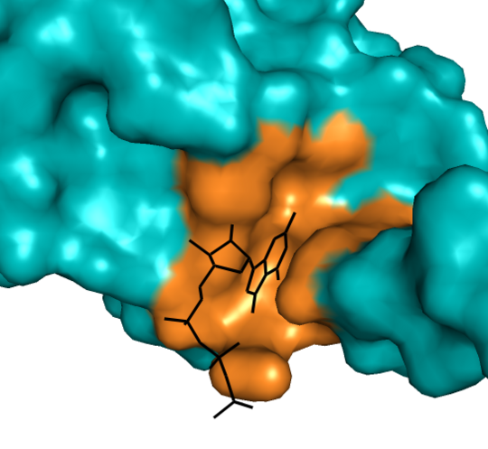 Proteinkristallographie: Cap-Bindestelle des Bunyavirus (RVFV) L-Proteins mit der Bindetasche (orange) und einem bindenden Molekül (schwarz). Das Bild zeigt eine türkis-orange Graphik einer Proteinkristallographie.