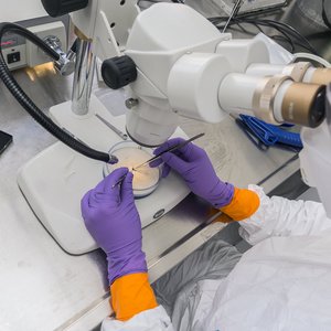 Eine Forscherin in einem weißen Schutzanzug schaut durch ein Mikroskop, unter dem sie eine Mücke in einer Petrischale mit Pinzetten untersucht. Ihre Sicherheitshandschuhe sind orange und lila.