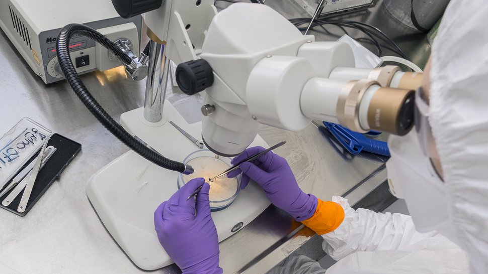 A researcher wearing a white protective suit examines a mosquito in a Petri dish with tweezers under a microscope. Her safety gloves are orange and purple.