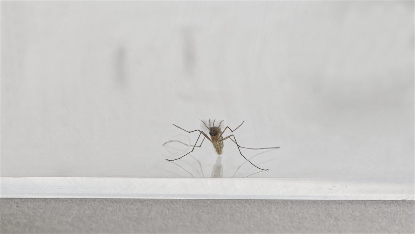 Das Bild zeigt eine Mücke in einem Glas.