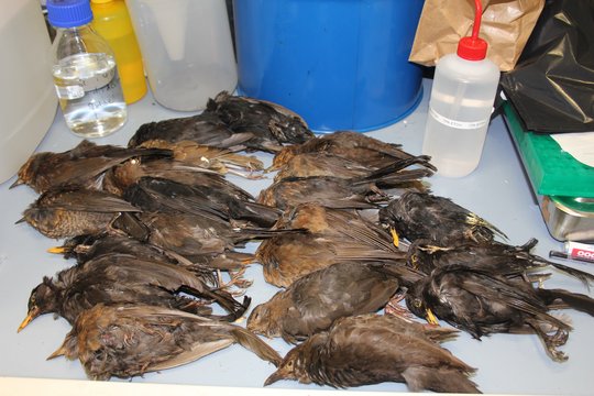 Dead-bird surveillance You see severel dead birds on a white table and desinfecting utensils in the backround.