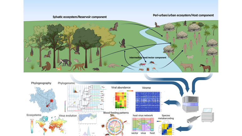 Metagenomic characterization of virome and the interactions between different ecosystems.