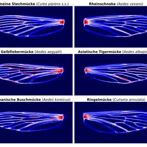 Vier durch KI generierte Stechmückenflügel verschiedener Spezies sind auf blauen Hintergrund abgebildet.