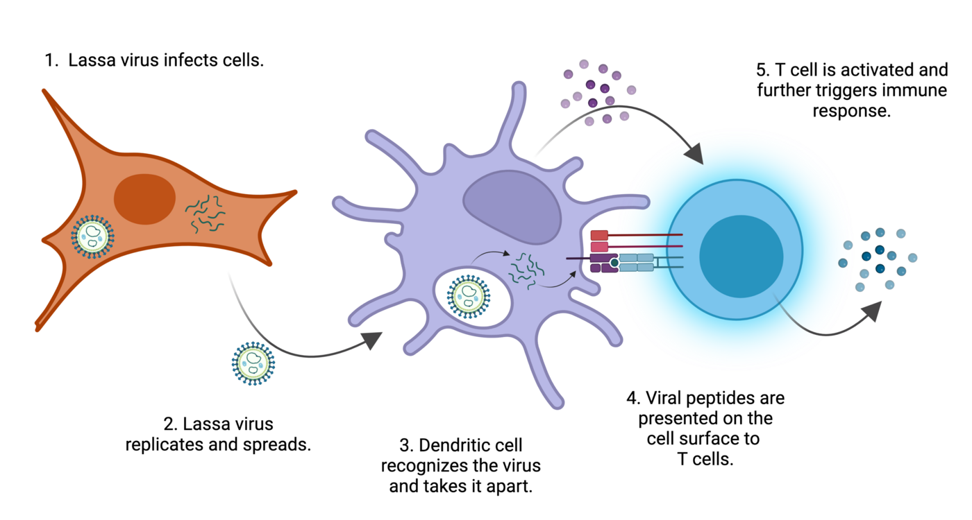 The process of an immune reaction against Lassa virus is shown.