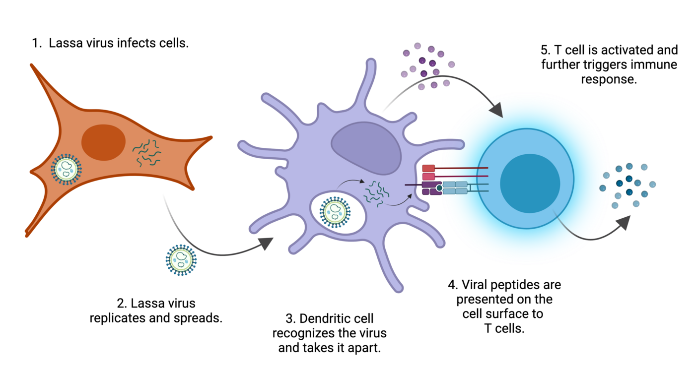 Immune reaction against Lassa virus. The process of an immune reaction against Lassa virus is shown.