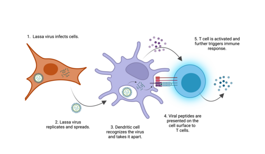 Immune reaction against Lassa virus. The process of an immune reaction against Lassa virus is shown.