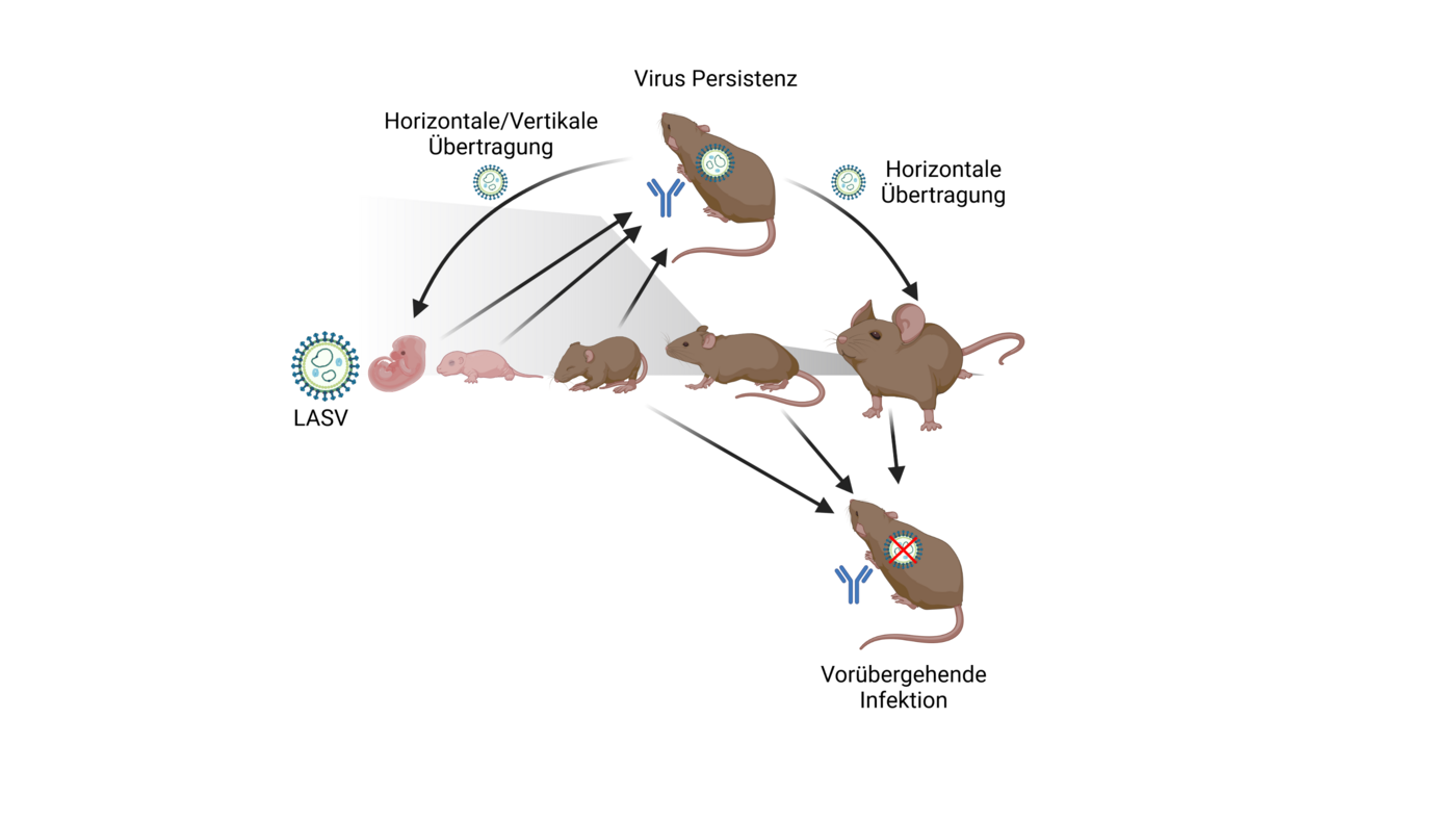 Schematische Darstellung von Lassa-Virus-Infektionen in der Natal-Vielzitzenmaus, M. natalensis Grafische Darstellung mit braunen Mäusen auf weißem Grund, ausgewachsen und als Neugeborene, im Kreis angeordnet.
