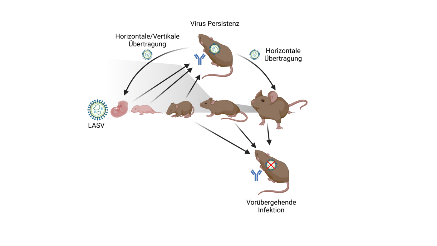 Graphic representation with brown mice on a white background, adult and as newborns, arranged in a circle.