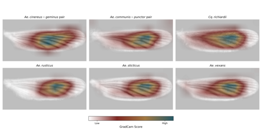 Mustererkennung der KI Abgebildet sind sechs Stechmückenflügel, die in den Farben rot, gelb und blau eingefärbt sind.