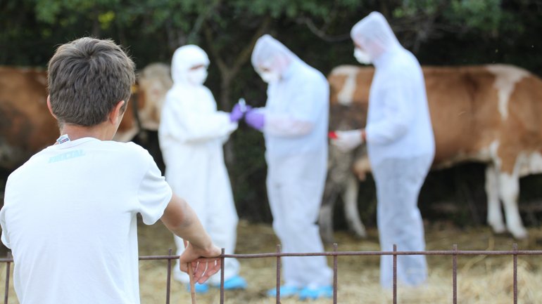 Zeckensammeln Wissenschaftler des BNITM und der veterinämedizinischen Fakultät der Universität Prishtin beim Zeckensammeln beobachtet von einem eingheimischen Jungen