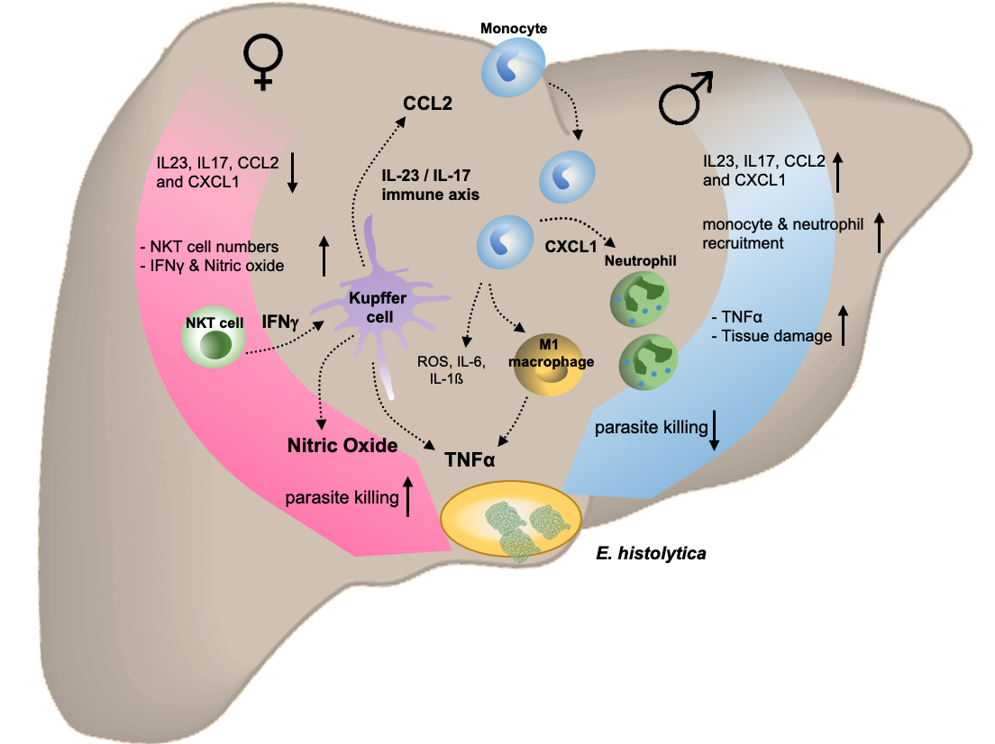 Auf der Abbildung ist eine Grafik einer Leber mit involvierten Immunzellen und deren Aktivierungsmarkern zu sehen. Auf der linken Seite sind in einem pinken Pfeil die weiblichen und auf der rechten Seite der Leber mit einem blauen Pfeil die männlichen Mechanismen dargestellt.