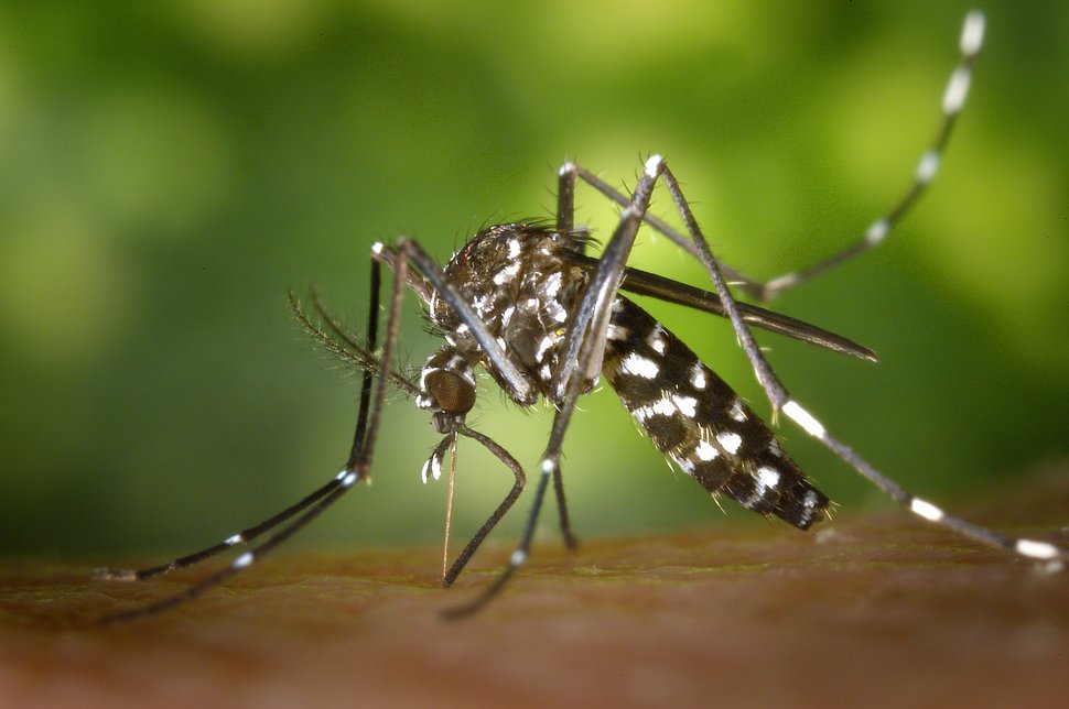 Aedes albopictus Eine Mücke mit schwarz-weißem Streifenmuster beim Einstich in Haut.