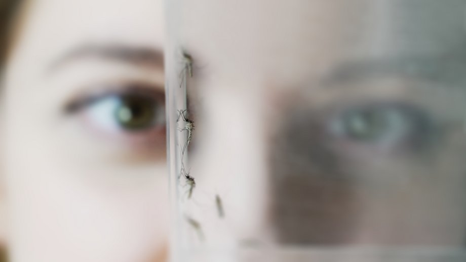The picture shows a researcher observing a mosquito in a glass.