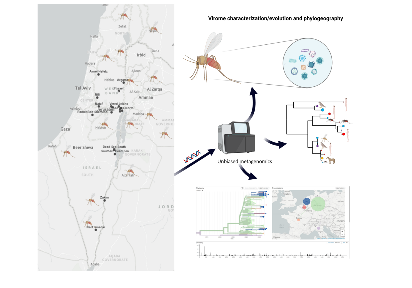 Eine Karte von Irsrael auf der linken Seite in die Mücken eingezeichnet wurden. Auf der rechten Seite ist eine beispielhafte Auswertung der Mücken DNA zu sehen, die zu unterschiedlichen beispielhaften Auswertungen führt.