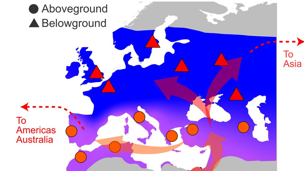 Karte von Europa mit der abgeleiteten Evolutionsgeschichte von molestus