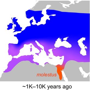 Inferred evolutionary history of molestus Map: Inferred evolutionary history of molestus