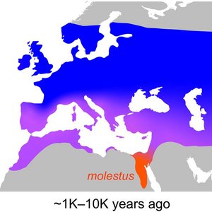 Abgeleitete Evolutionsgeschichte von molestus Karte von Europa mit der abgeleiteten Evolutionsgeschichte von molestus