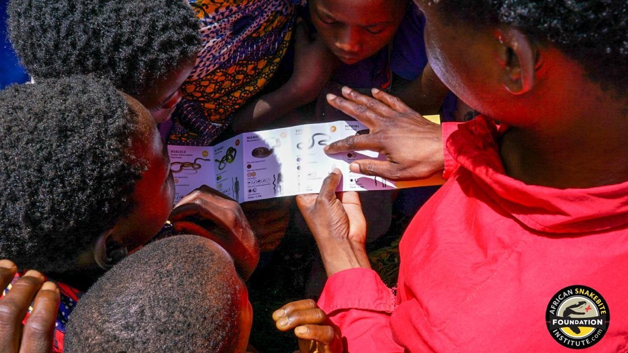 Children looking at flyers of snakes and how to identify them Children looking at flyers of snakes and how to identify them