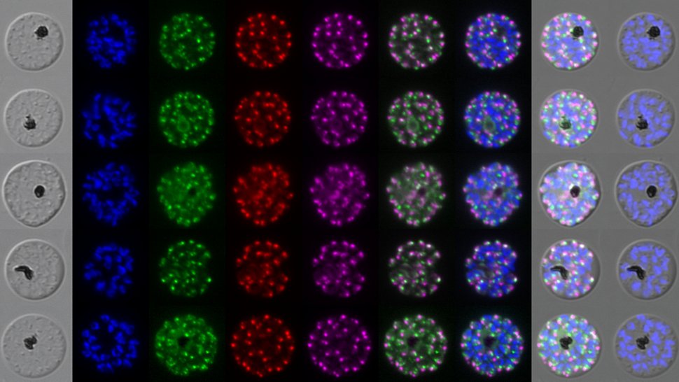 Microscopic images of malaria parasites fluorescing in different colours (blue, red, green, yellow), depicted against a black background. Additional light microscope images can be seen on the left and right, with an overlay of the fluorescence staining on the right.