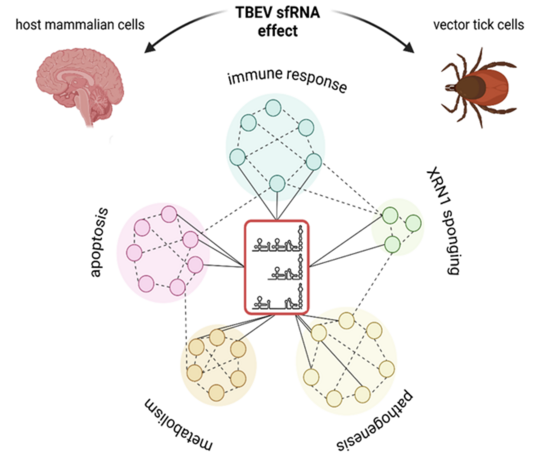 TBEV-sfRNA interaction
