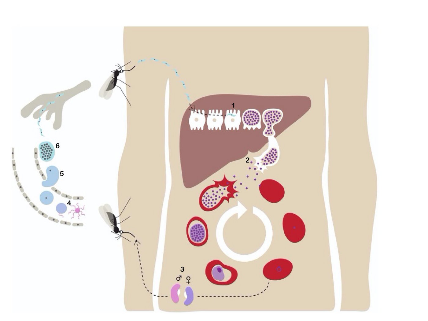 Das Bild zeigt eine grafische Darstellung des Lebenszyklus' der Malaria.