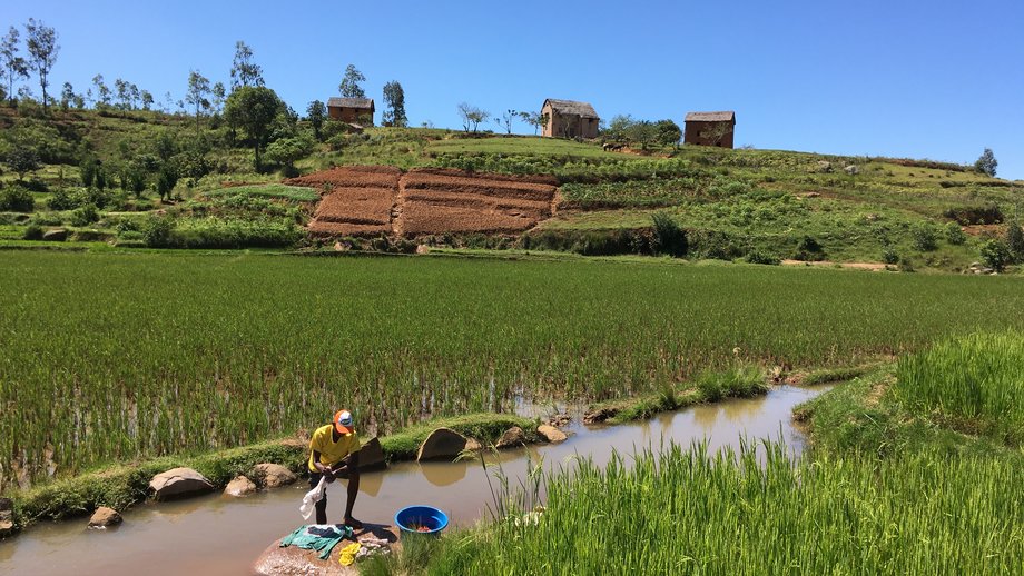 Das Foto zeigt ein grünes Reiseld in Madagaskar vor blauem Himmel. Ein Bauer erntet barfuß im Süßwasser.