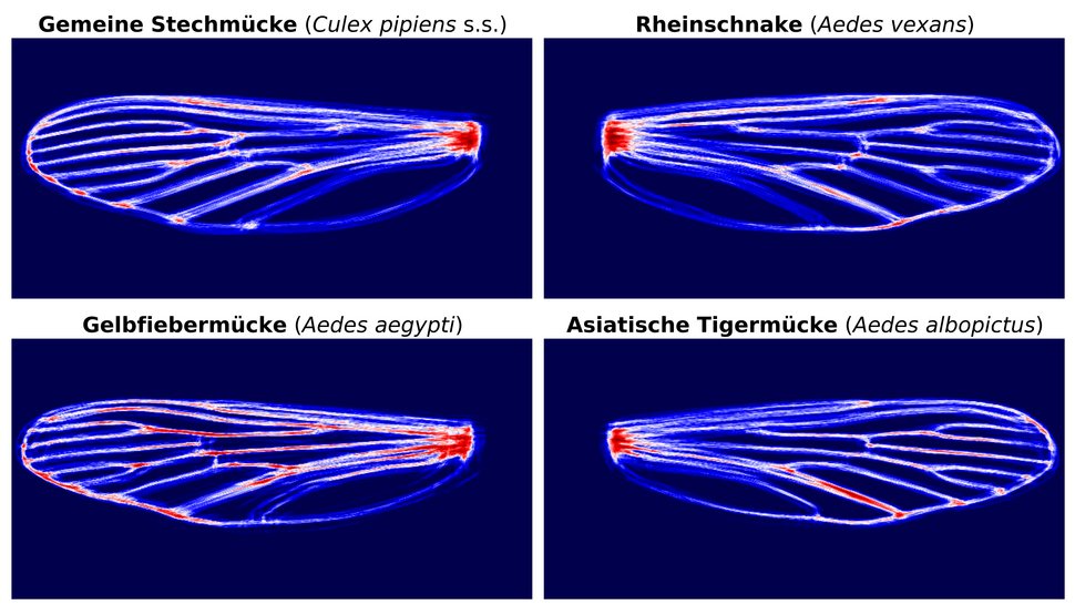 KI-generierte Flügelformen Vier durch KI generierte Stechmückenflügel verschiedener Spezies sind auf blauen Hintergrund abgebildet.