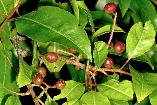 The picture shows the plant ‘prunus Africana’ in a state where it has developed fruits. The plant and its leaves are green while the fruits have a brownish color.