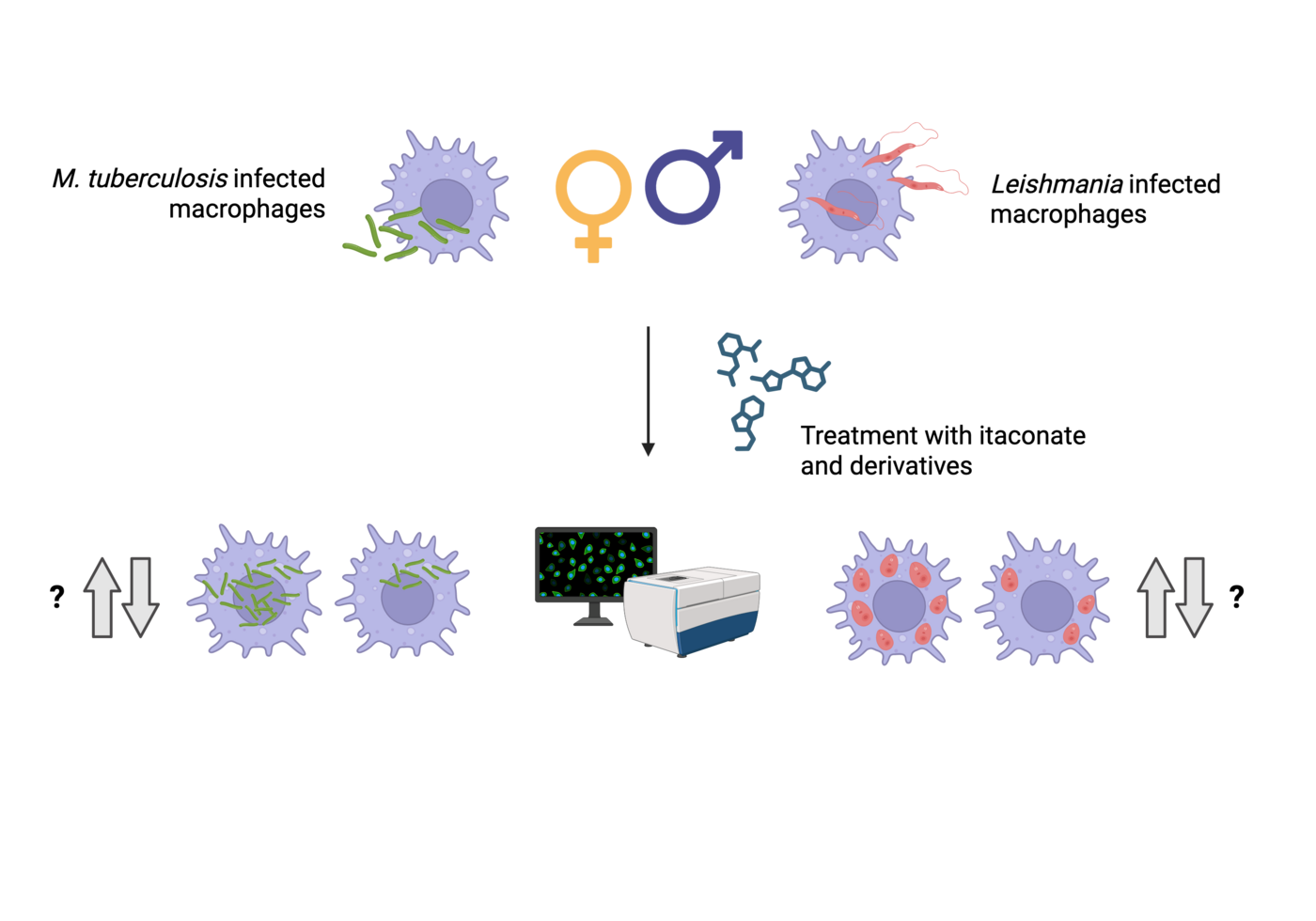 The graphic shows round cells (macrophages) in light purple with pseudopodia-like extensions. In the cells, tuberculosis bacteria are shown as green rods and Leishmania as red elongated structures. In the centre of the graphic, the treatment with itaconate is shown as a chemical formula. Below this, in the centre, is a box-like device with a screen as an HCS system. Next to it are infected cells with arrows pointing upwards and downwards and a question mark.