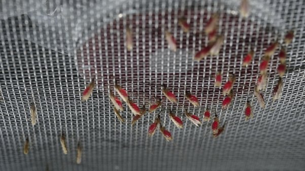 Anopheles stephensi bei Blutmahlzeit