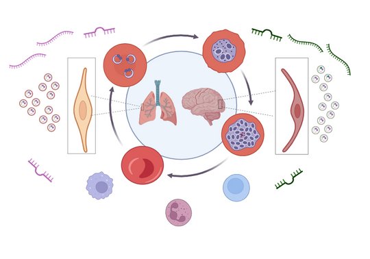 Graphical representation of the experimental model Graphical abstract