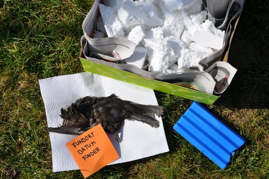 Das Bild zeigt, wie tote Amseln verschickt werden sollen.