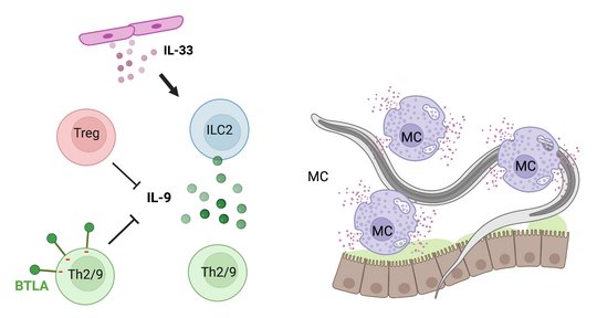 Invitation and modulation of anti-S. ratti immune response. Zu sehen ist eine comic Übersicht der Modualtion einer S.ratti Immun Antowrt: Im linken Teil der Üversicht wird IL-33 (kleine lila Kreise) von Zellen ausgeschüttet, dass auf in blau gehalteten Zellen (ILC2) wirkt. Die blauen Zellen wiederum schütten kleine grüne Kreise (IL-9) aus. Diese beeinfluseen ihrerseits in gün gezeichnete Zellen (TH2/9) und rote Zellen (Treg). Im rechten Teil der Übersicht wird ein Wurm an Epithelzellen gezeigt. Um den Wurm herum sind drei lila Zellen (MC, Mastzellen), die von mehreren kleinen fliederfarbenden Punkten umgeben sind.