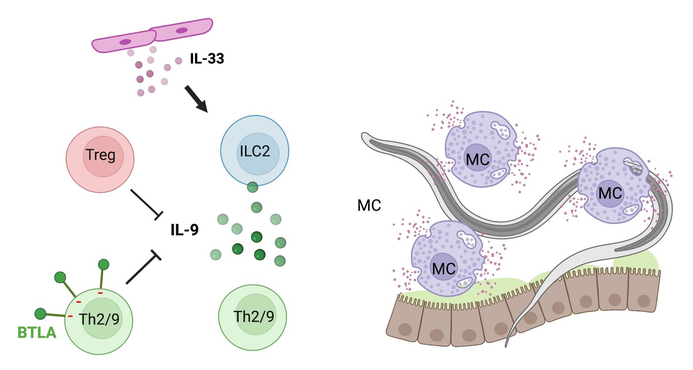 Zu sehen ist eine comic Übersicht der Modualtion einer S.ratti Immun Antowrt: Im linken Teil der Üversicht wird IL-33 (kleine lila Kreise) von Zellen ausgeschüttet, dass auf in blau gehalteten Zellen (ILC2) wirkt. Die blauen Zellen wiederum schütten kleine grüne Kreise (IL-9) aus. Diese beeinfluseen ihrerseits in gün gezeichnete Zellen (TH2/9) und rote Zellen (Treg). Im rechten Teil der Übersicht wird ein Wurm an Epithelzellen gezeigt. Um den Wurm herum sind drei lila Zellen (MC, Mastzellen), die von mehreren kleinen fliederfarbenden Punkten umgeben sind.