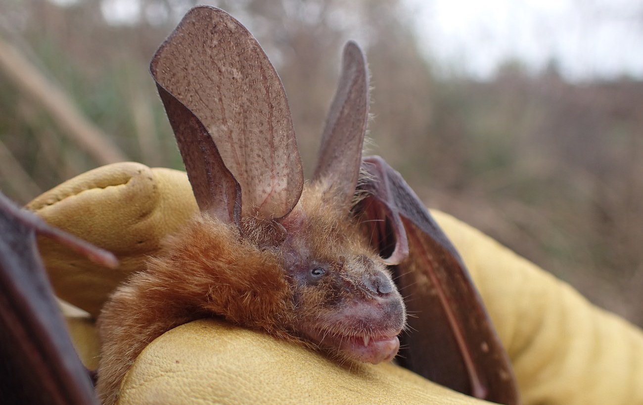 Das Bild zeigt eine gelb behandschuhte Faust mit einer herausschauenden Fledermaus.