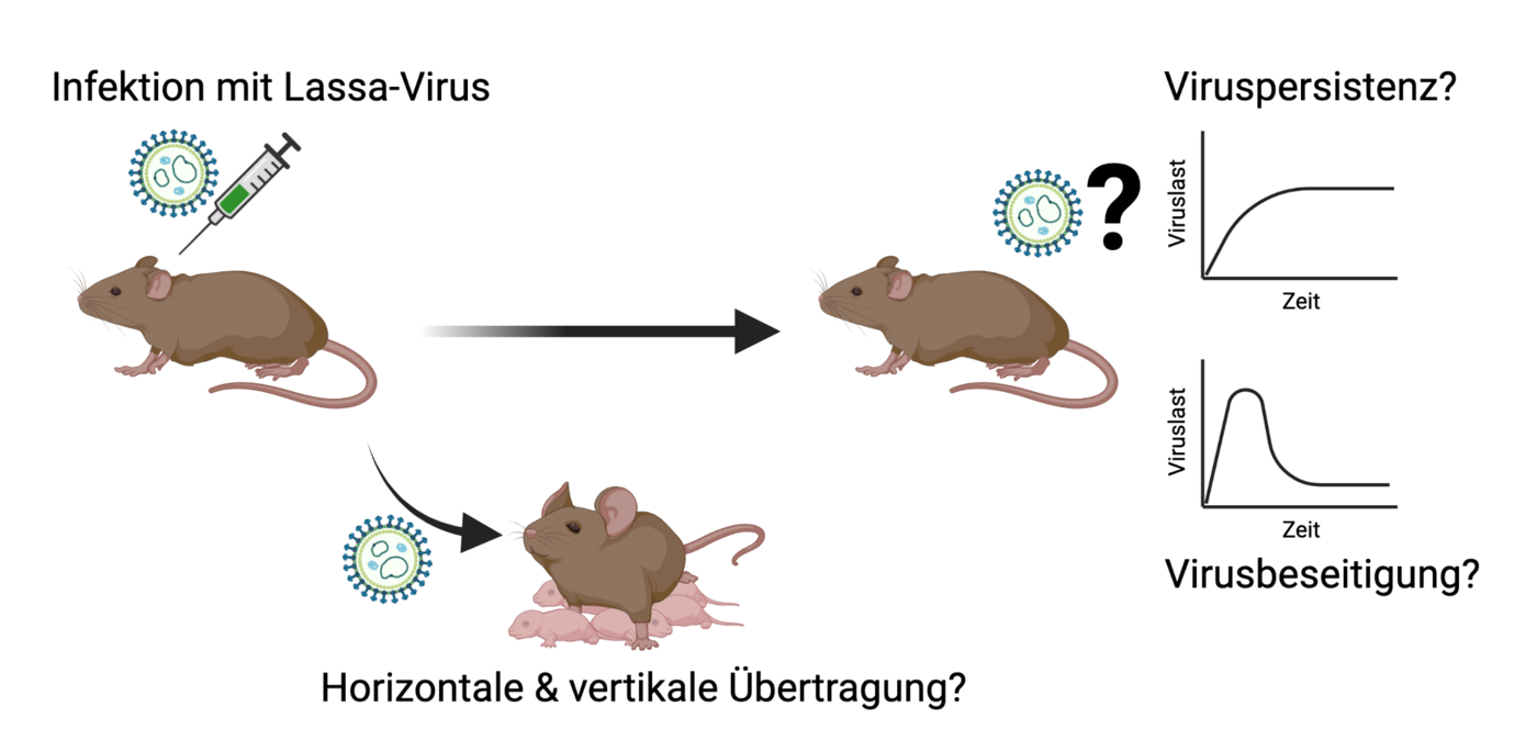 Eine Maus wird mit dem Lassa-Virus infiziert, um zu sehen, wie die Übertragung erfolgt und ob das Virus im Tier überdauert.