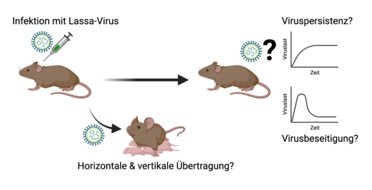 Eine Maus wird mit dem Lassa-Virus infiziert, um zu sehen, wie die Übertragung erfolgt und ob das Virus im Tier überdauert.