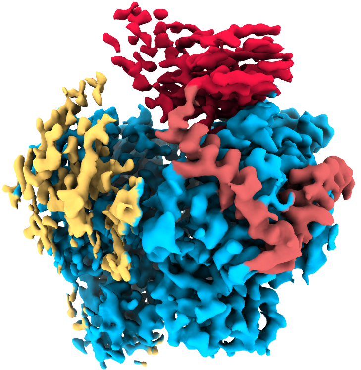 Das Bild zeigt die farbige Darstellung der atomaren Struktur des Bunyavirus (SFTSV) L-Proteins