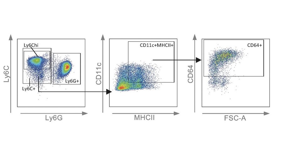 Graphic: Intramuscular immunisation induces sex-dependent CD64 expression on monocytic cells.