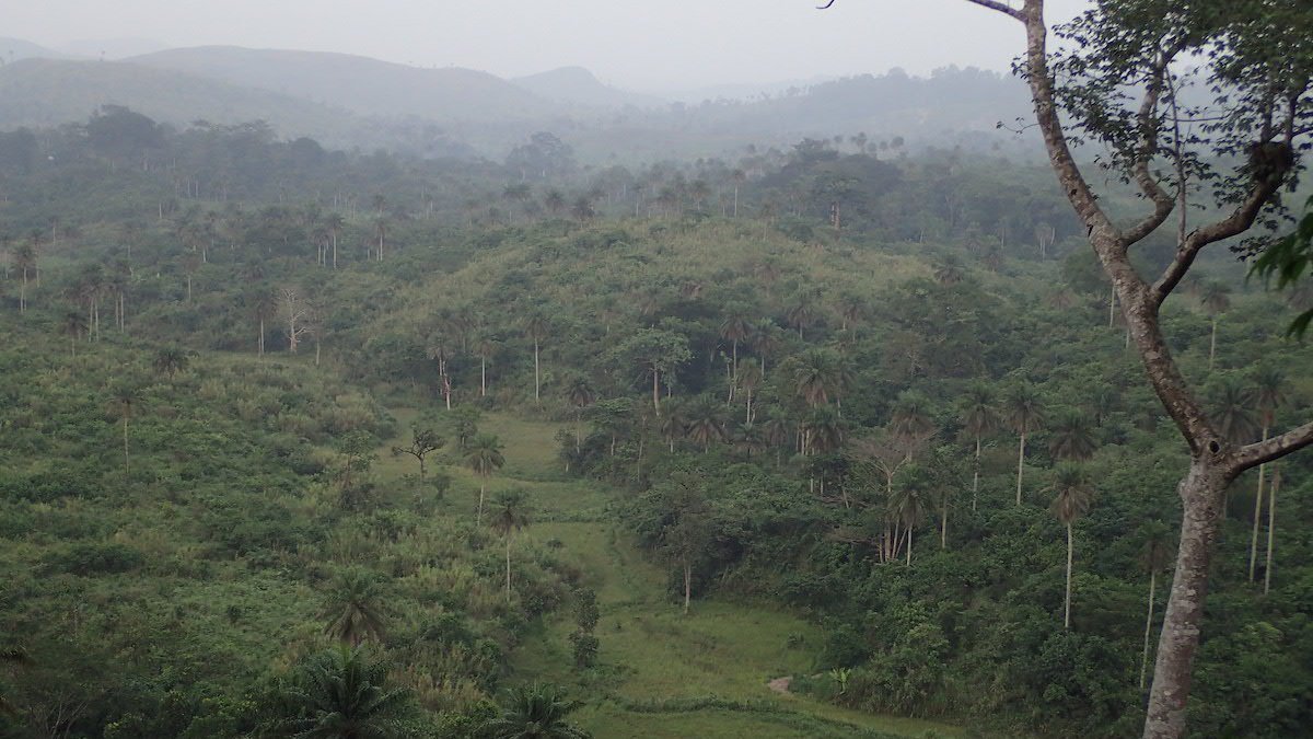 Das Bild zeigt einen nebelverhangenen Regenwald.