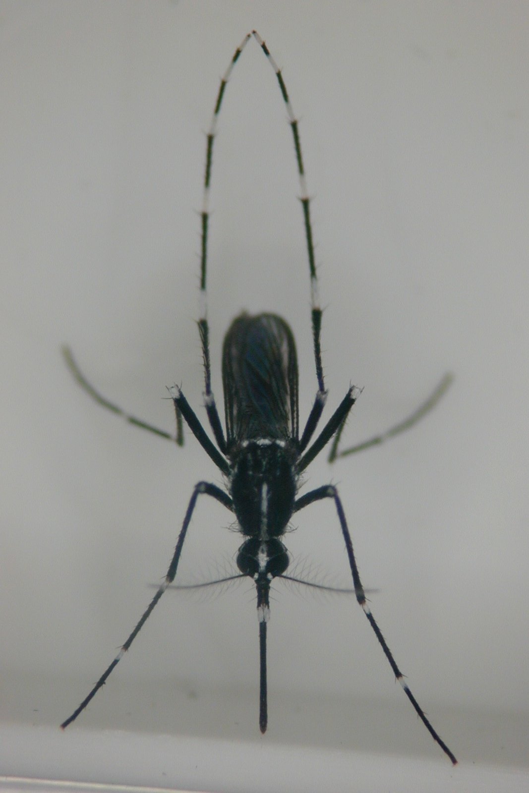 Direktes Bild der invasiven Stechmücke. Zu sehen ist der ganze Körer der Mücken. Frontal leicht von oben. Die Beine sind schwarz-weiß gestreift.
