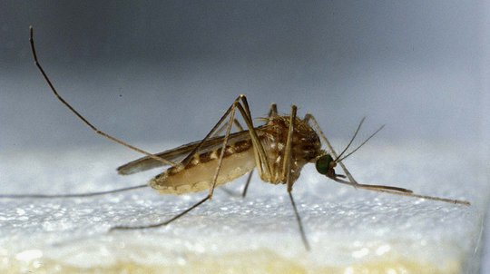 Culex-Weibchen Großaufnahme einer Stechmücke sitzt auf einem weißen Papieruntergrund. Der Hintergrund ist grau.