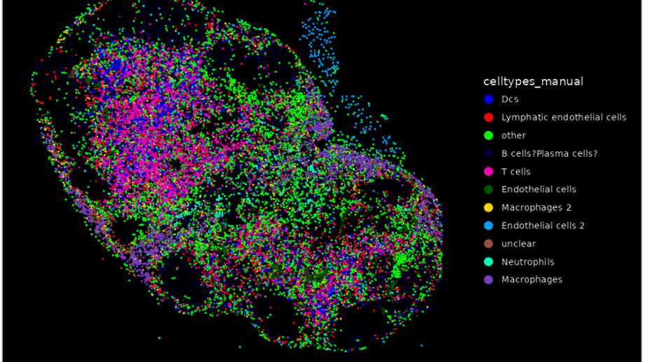 Spatial transcriptomics of a mouse lymph node with cell-type labels