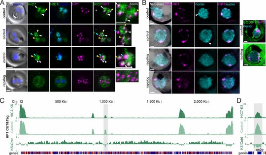 HIC7 beeinflusst die Festlegung der sexuellen Entwicklung. Vierteilige Abbildung: Die Abbildungen A und B zeigen Malariaparasiten mit Fluoreszenzmarkierungen für HIC7 (grün), HP1 (magenta) und DNA (blau, grauer Hintergrund), wobei sich HIC7 in unbehandelten Zellen mit HP1 überlappt, sich nach der medikamentösen Behandlung jedoch verteilt. Die Abbildungen C und D zeigen Genomspuren auf Chromosom 12, wobei das HP1-Signal insgesamt reduziert und insbesondere am ap2-g-Gen abgeschwächt ist, das den Übergang in das sexuelle Stadium steuert.