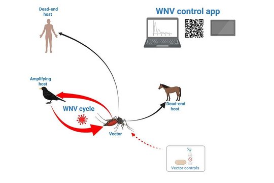 WNV Übertragungszyklus Diagramm, das die Ausbreitung eines Virus in Deutschland von 2018 bis 2025 prognostiziert. Zwei Karten von Deutschland zeigen eine geringe Anzahl von Fällen im Jahr 2018 und eine weitreichende Verbreitung im Jahr 2025. Der mittlere Teil des Diagramms veranschaulicht den Übertragungszyklus, an dem Mücken, Zugvögel und Standvögel beteiligt sind und der von der Temperatur beeinflusst wird. Oben ist eine mathematische Gleichung für das Modell dargestellt.