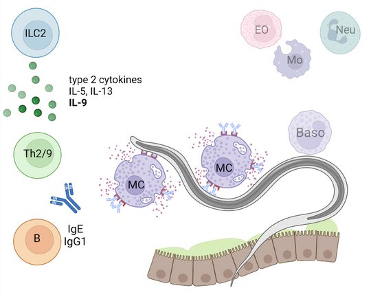 Immune response to gut-migrating adult Strongyloides. Zu sehen ist eine Übersicht der Immunreaktion auf darmwandernde Strongyloides-Larven im dritten Stadium im späten Stadium: der Wurm ist an Darm EPithel Zellen gezeigt (braune Zellen mit "haariger" Oberfläche auf denen ein grüner unterschiedlicher dicker Layer (Mucus) gezeigt ist. An dem Wurm sind lila Kreise (MC) mit Antikörper angedockt, die von kleinen fliederfarbenden Punkten umgeben sind. Darüber, in ausgeblassten Farben die Zellen der frühen Phase: Eo, Neu, MO und Baso. Am linken Rand sind wiederum drei Kreise in blau, grün und orange gezeigt (ILC2, Th2/9 und B Zellen). Unter der blauen Zelle (ILC2) sind grüne Punkte gezeigt, daneben steht type 2 Cytokine: IL5, IL13, IL9. Neben der B Zelle steht IgE und IgG1 mit einem gezeichnetem Antikörper.