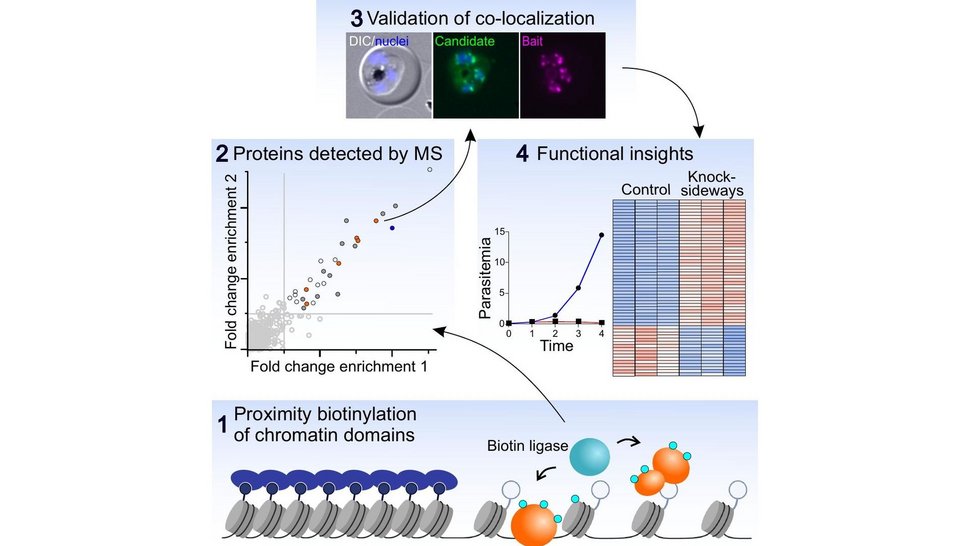 Grafisches Abstract: Übersicht chromatinassoziierter Proteine und verwundbarer Stellen im Malaria-Erreger Schematische Übersicht der Studie an Malaria-Parasiten. Die Grafik zeigt den Zellkern des Parasiten mit drei unterschiedlich verpackten DNA-Bereichen und einen Arbeitsablauf: Proteine in der Nähe dieser Bereiche werden markiert, per Massenspektrometrie identifiziert und anschließend in weiteren Experimenten getestet. Die unteren Bildfelder verdeutlichen, dass einige dieser Proteine das Wachstum des Parasiten, den Wechsel in das Mückenstadium oder die korrekte Aufteilung der Chromosomen beeinflussen.