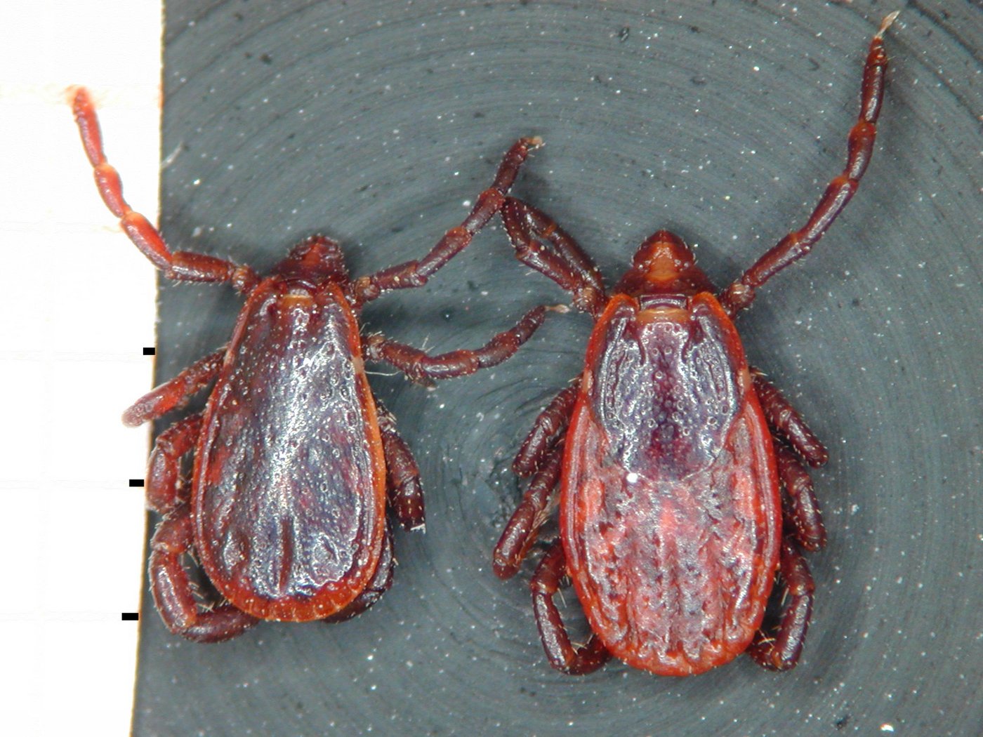 Zwei Rhipicephalus Sanguineus von oben betrachtet. Sie sind von rötlicher Färbung