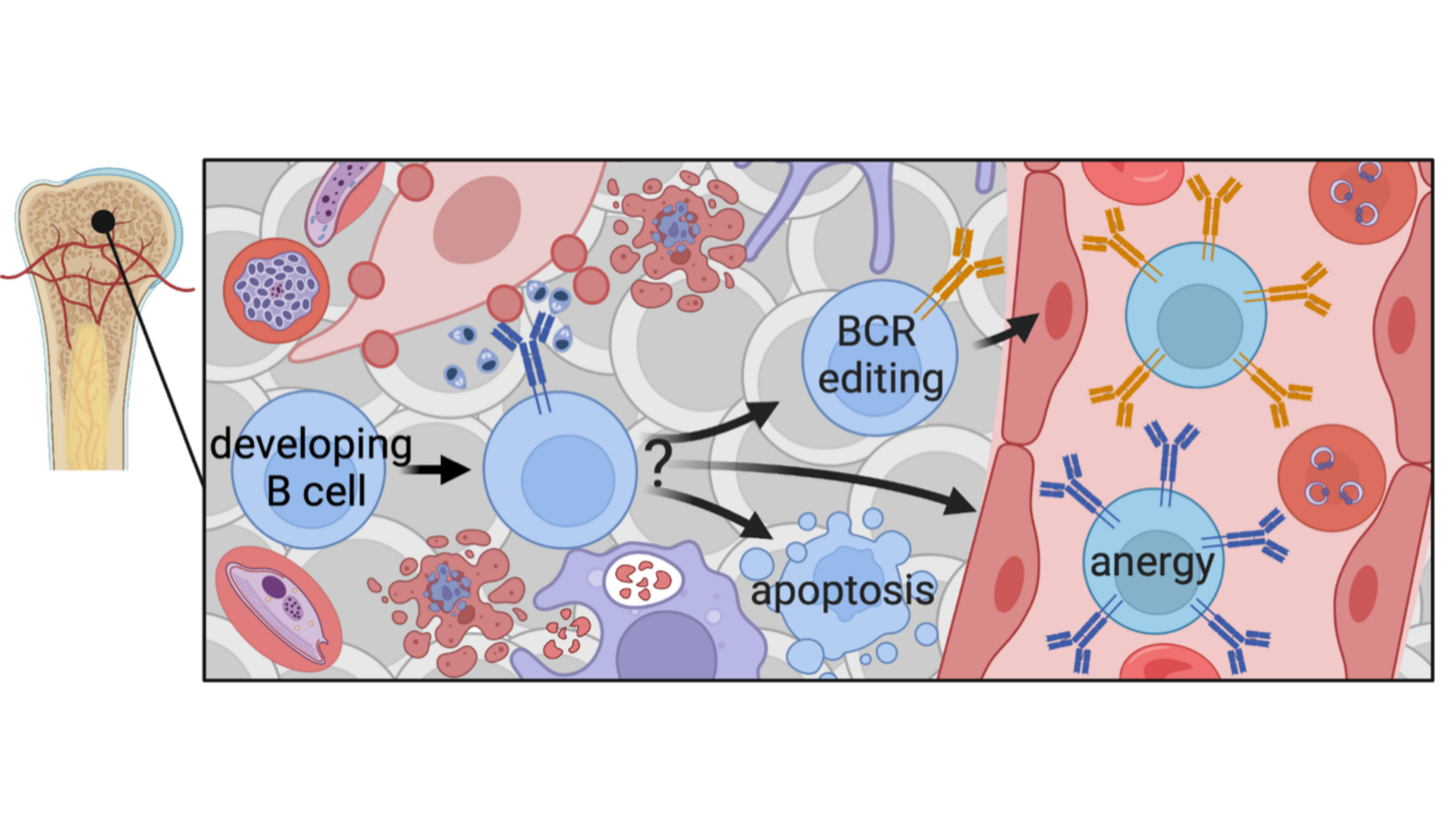 The red and blue graphic shows different types of cells and aims at visualising the central tolerance.